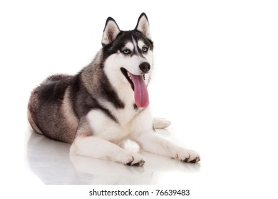 Siberian Husky Isolated On White