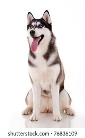 Siberian Husky Isolated On White