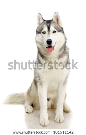 Siberian Husky isolated on the white background