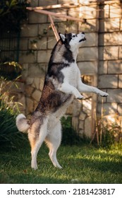 Siberian Husky Jumping High On Grass For A Treat