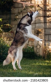 Siberian Husky Jumping On Grass For A Treat