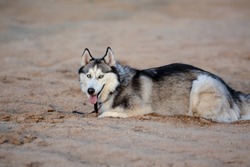 Siberian Husky Is Laying Down On The Sand, At Spring Evening