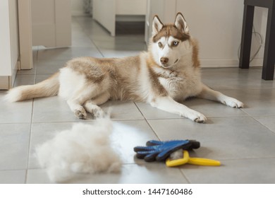 Siberian husky lies on floor in pile of his fur and dog comb. Concept annual molt, coat shedding, moulting dogs. Brush for dog fur care.