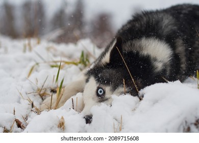 Siberian Husky Lies On The Snow