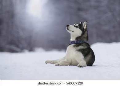 Siberian Husky Lies On The Snow