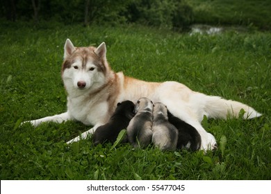 Siberian Husky With A Litter Of Pups