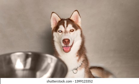 copper husky