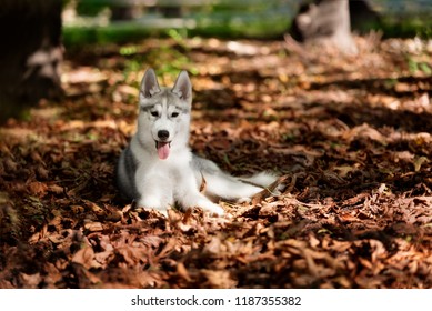 A Siberian husky is lying down at dried leaves at a city park and looking forward. A grey & white male husky dog has brown eyes. An autumn seasonal photography with a lot of dry leaves around. 