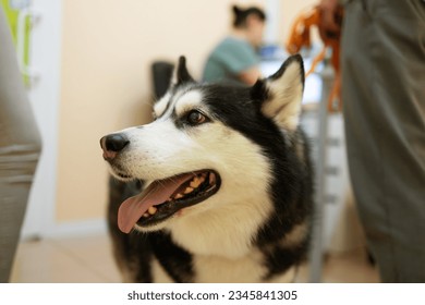 Siberian Husky lying on the floor next to a female veterinarian - Powered by Shutterstock