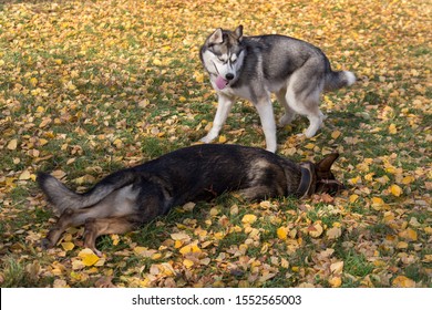 Siberian Husky And Multibred Dog In Basket Muzzle Are Playing In The Autumn Park.