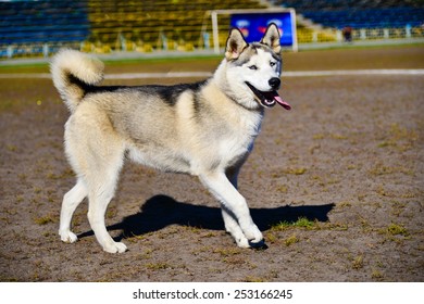 61 Import dog breed Images, Stock Photos & Vectors | Shutterstock