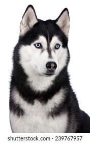 Siberian Husky On A White Background