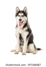 Siberian Husky On White Background