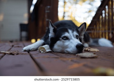 A Siberian Husky with piercing blue eyes lies on a wooden deck surrounded by autumn leaves. The dog rests its head on its front paws, next to a rawhide bone, evoking a sense of calm. - Powered by Shutterstock