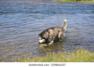 Siberian Husky Playing In The Bighorn River In Wyoming.