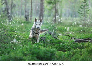 Siberian Husky Playing In The Forest