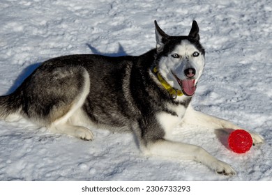 Siberian husky is playing with a red ball during winter there is a lot of snow around her she looks like she is happy she is a pretty dog-friendly dog, a beautiful pet  - Powered by Shutterstock