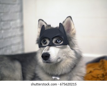 Siberian Husky Portrait In A Batman Mask