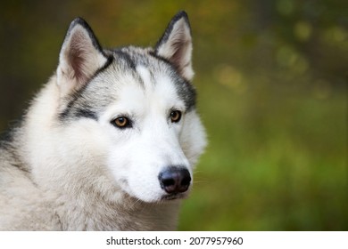 Siberian Husky portrait close up, Siberian Husky face with white and black coat color and brown eyes, sled dog breed. Husky dog muzzle portrait outdoor for design, blurred green forest background