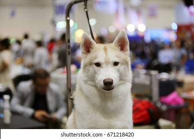 Siberian Husky Portrait, Dog Show
