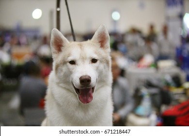 Siberian Husky Portrait, Dog Show, Dog Smile