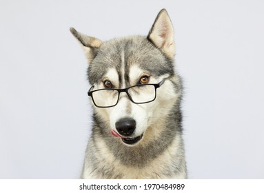 Funny Husky Stockfotos Bilder Und Fotografie Shutterstock