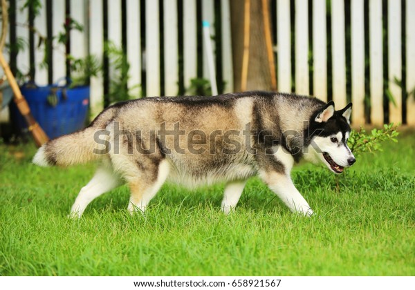 Siberian Husky Pregnant Dog Pregnant Stock Photo Edit Now 658921567