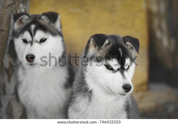 can a husky have floppy ears