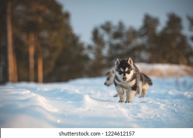 Siberian Husky Puppies Playing On Snow Stock Photo 1224612157 ...