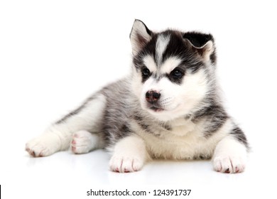 Blue Eyes Cute Siberian Husky Sitting Stock Photo 1351821335 | Shutterstock