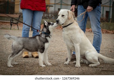 Siberian husky puppy - Shutterstock ID 1267369246
