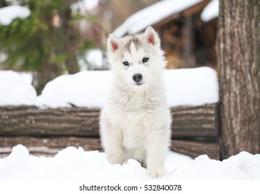 Siberian Husky Puppy