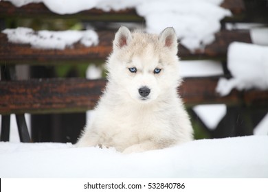 Siberian Husky Puppy 