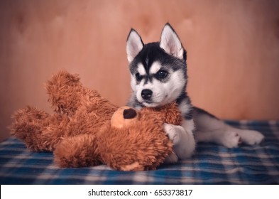 Siberian Husky Puppy