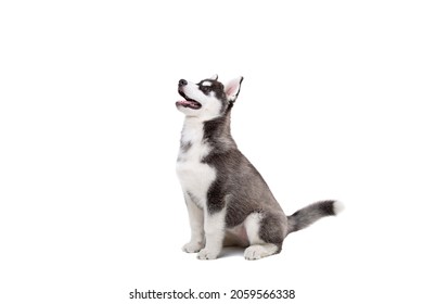 Siberian Husky puppy, 3 months old in front of white background. Siberian Husky isolated on white background. Studio shot of a funny husky puppy in black and white color. Beautiful cute husky puppy.