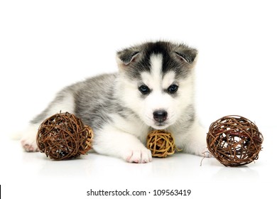 Siberian Husky puppy, age of 1 mounts, isolated on a white background