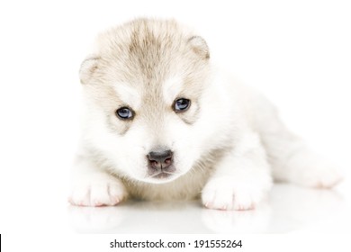 Polar Bear Cub Ursus Maritimus 3 Stock Photo (Edit Now) 104235011