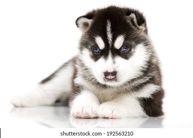 Four Baby Of Siberian Huskies Images Stock Photos Vectors Shutterstock