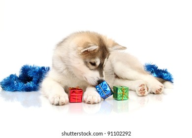 Siberian Husky Puppy Age Two Months Stock Photo (Edit Now) 91102271