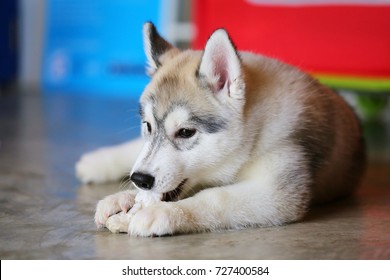 are huskies chewers