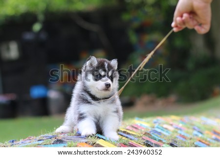 siberian husky puppy dog playing in garden
