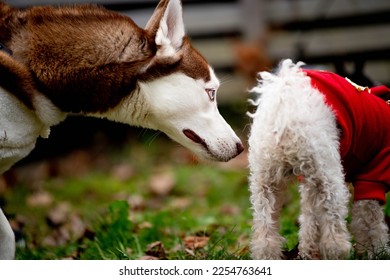 A Siberian husky puppy dog sniffs the butt of a poodle wearing a sweater at the dog park. 