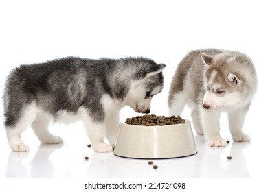 Siberian Husky Puppy Eating Food