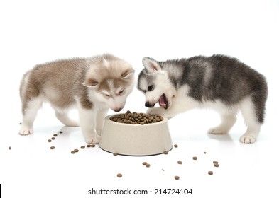 Siberian Husky Puppy Eating Food