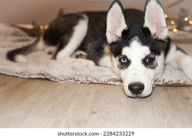 Siberian husky puppy Heterochromia
					Blackwhite