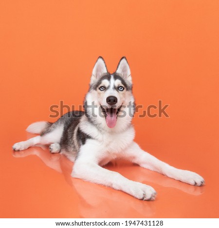 siberian husky puppy lying with tounge out in a orange background