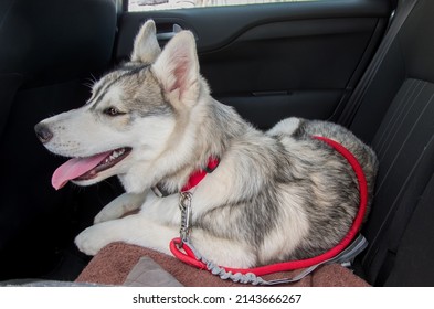 
a siberian husky puppy on a red collar, in the back seat of a car
