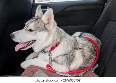 a siberian husky puppy on a red collar, in the back seat of a car