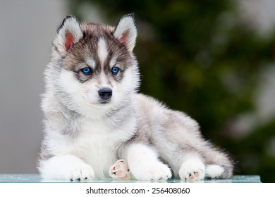 Siberian Husky Puppy Outdoors 6 Weeks Stock Photo 256408060 | Shutterstock