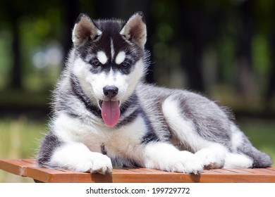 Siberian Husky Puppy Outdoors 9 Weeks Stock Photo 199729772 